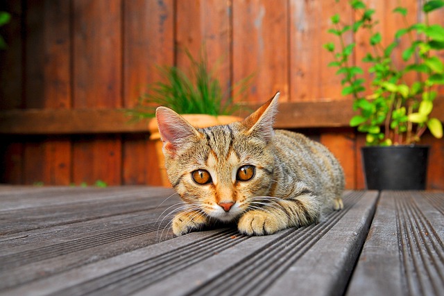 kočka na terase